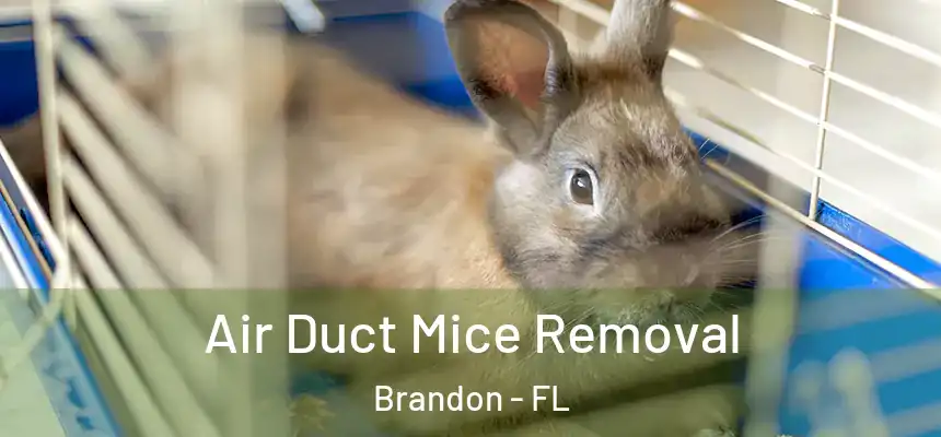 Air Duct Mice Removal Brandon - FL