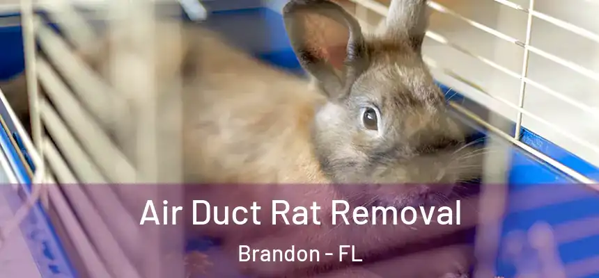 Air Duct Rat Removal Brandon - FL